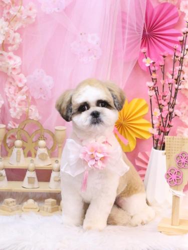 20250305ぽん吉くん